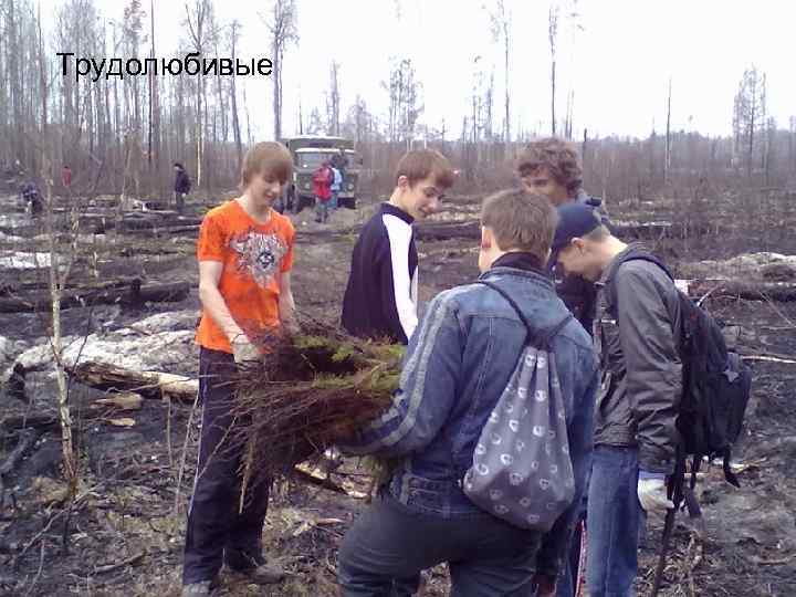 Трудолюбивые 