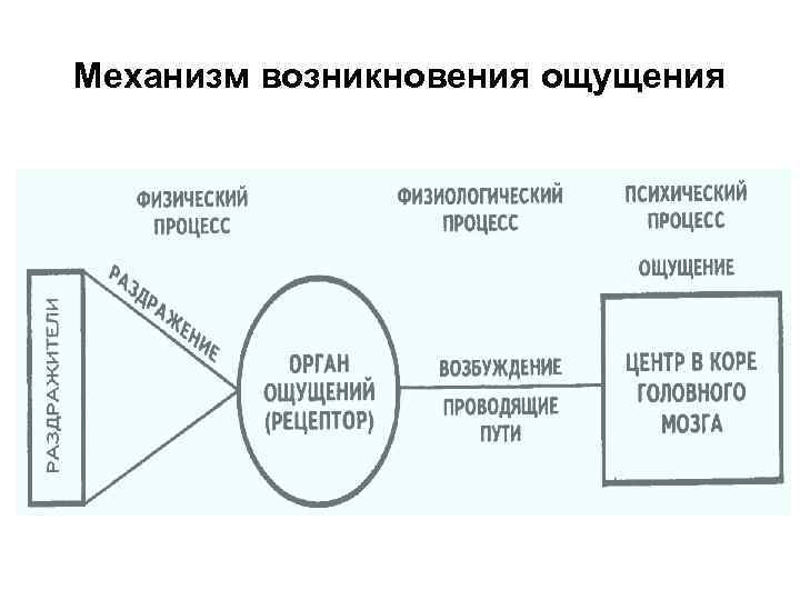 Механизм возникновения ощущения 