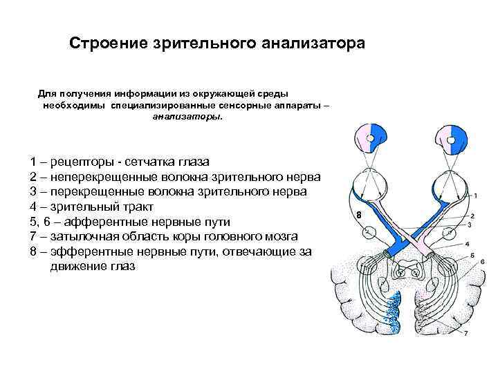 Строение зрительного анализатора Для получения информации из окружающей среды необходимы специализированные сенсорные аппараты –