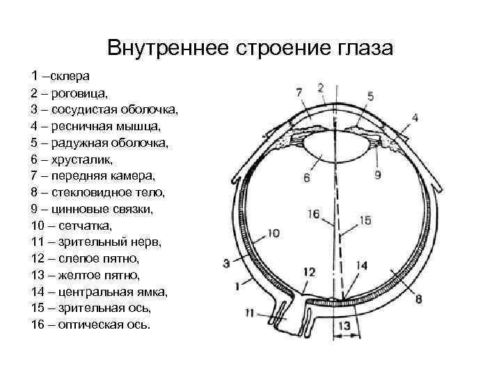 Внутреннее строение глаза 1 –склера 2 – роговица, 3 – сосудистая оболочка, 4 –