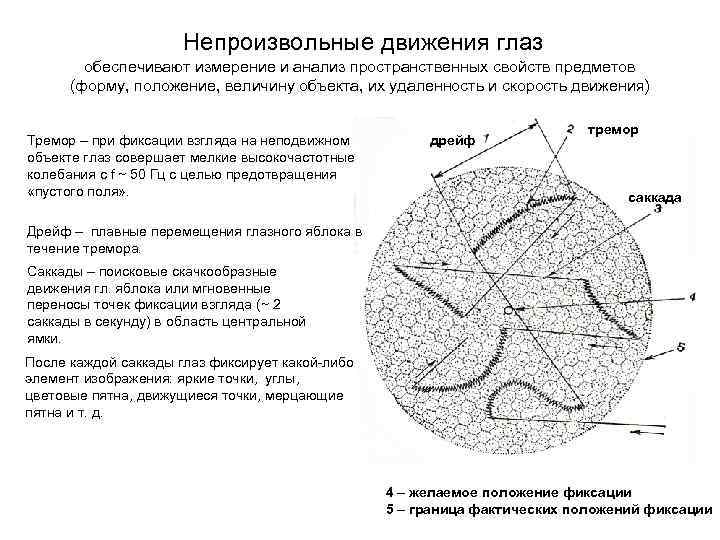  Непроизвольные движения глаз обеспечивают измерение и анализ пространственных свойств предметов (форму, положение, величину