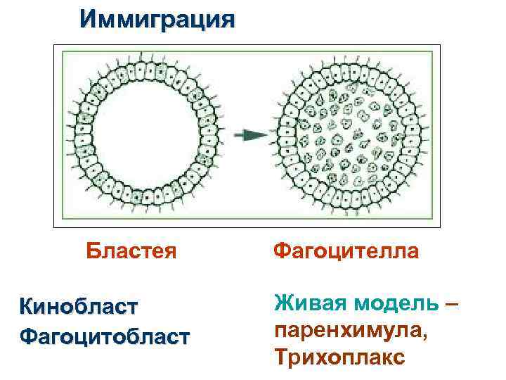 Иммиграция Бластея Кинобласт Фагоцителла Живая модель – паренхимула, Трихоплакс 