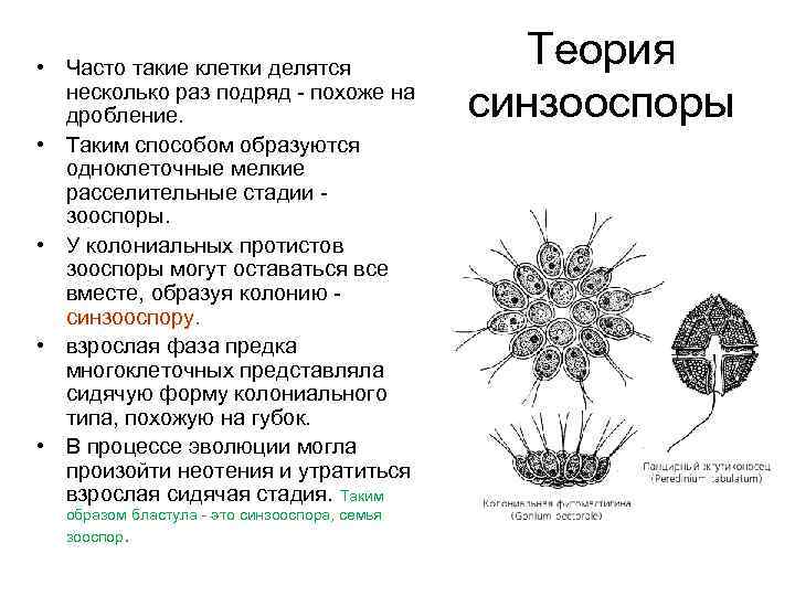  • Часто такие клетки делятся несколько раз подряд - похоже на дробление. •