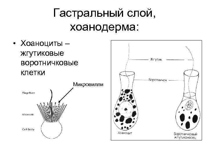 Гастральный слой, хоанодерма: • Хоаноциты – жгутиковые воротничковые клетки Микровилли 