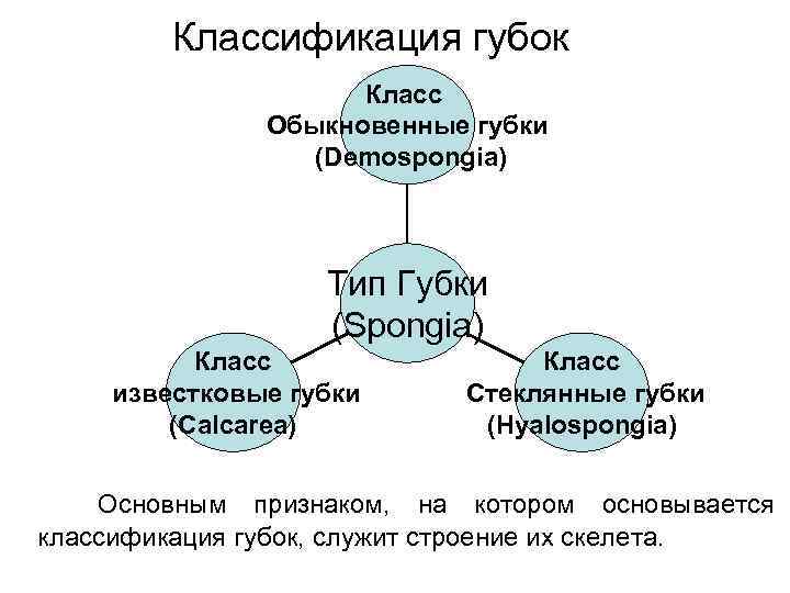 Классификация губок Класс Обыкновенные губки (Demospongia) Тип Губки (Spongia) Класс известковые губки (Calcarea) Класс