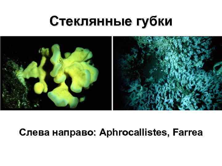 Стеклянные губки Слева направо: Aphrocallistes, Farrea 