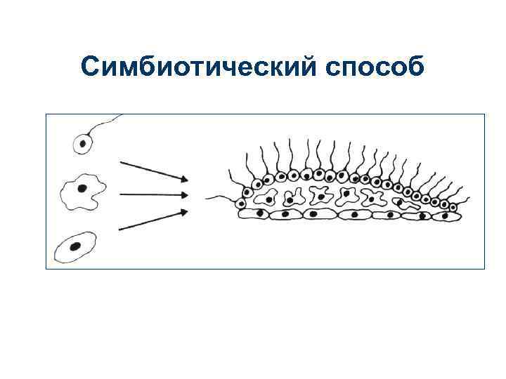 Симбиотический способ 