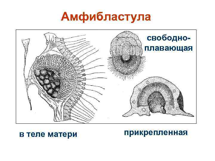 Амфибластула свободноплавающая в теле матери прикрепленная 