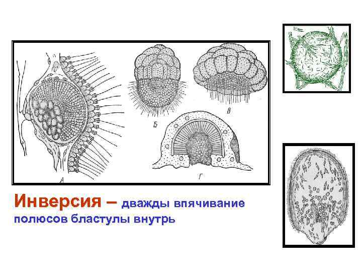 Инверсия – дважды впячивание полюсов бластулы внутрь 