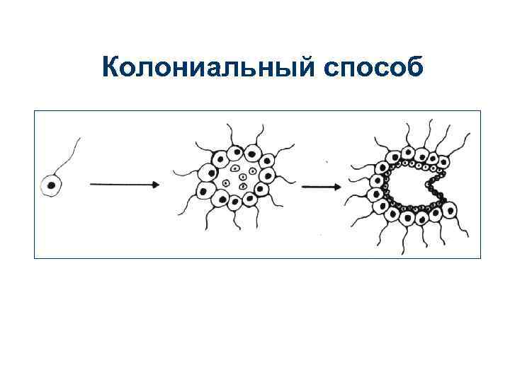 Колониальный способ 