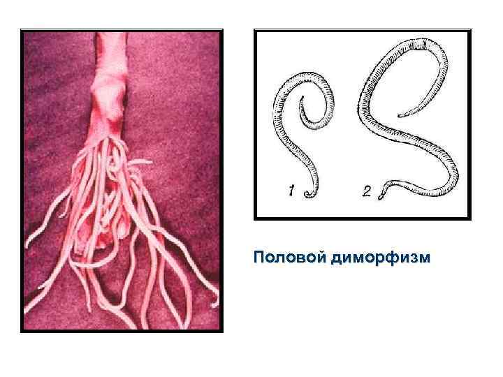Половой диморфизм 