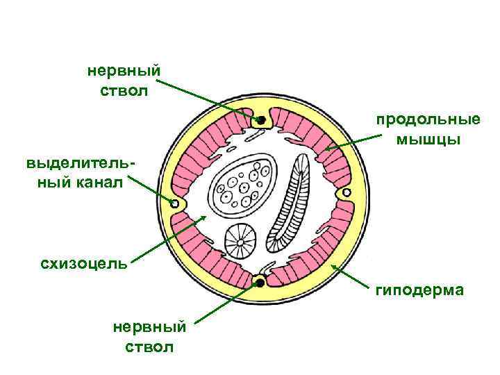 Типы нервных стволов. Кутикула нематод гистология. Нервный ствол круглых червей. Строение нерва эпиневрий периневрий эндоневрий гистология. Валик гиподермы круглых червей.