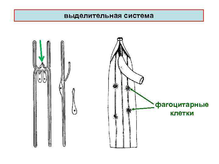 Выделительная система круглых червей