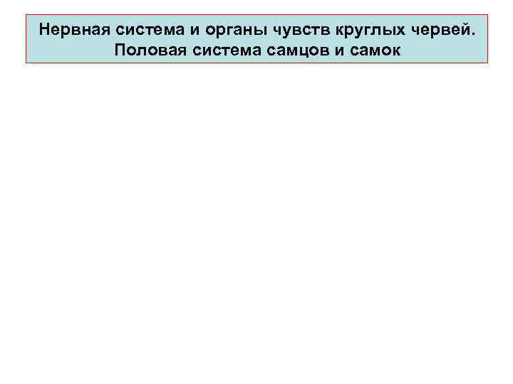 Неpвная система и оpганы чувств круглых червей. Половая система самцов и самок 
