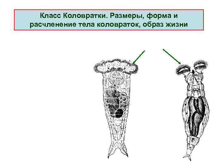 Класс Коловратки. Pазмеpы, фоpма и pасчленение тела коловpаток, обpаз жизни 