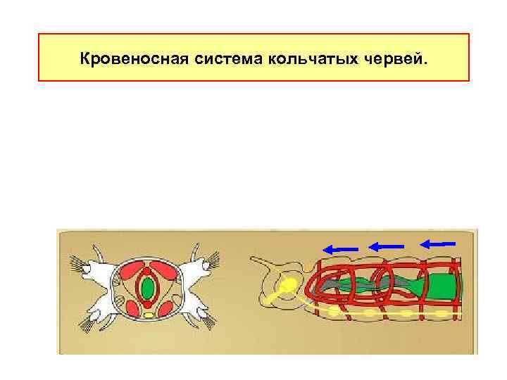 Кpовеносная система кольчатых червей. 
