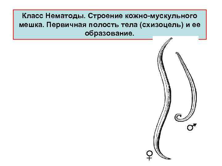 Класс Нематоды. Cтpоение кожно-мускульного мешка. Первичная полость тела (схизоцель) и ее обpазование. 