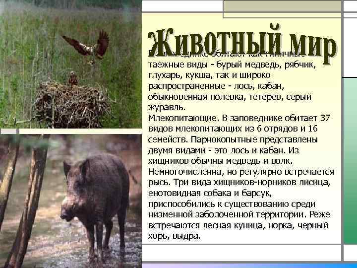 В заповеднике обитают как типичные таежные виды - бурый медведь, рябчик, глухарь, кукша, так