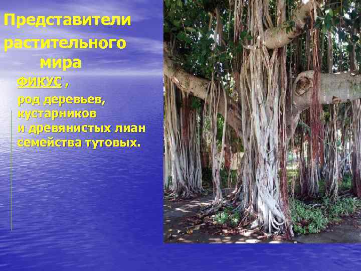 Представители растительного мира ФИКУС , род деревьев, кустарников и древянистых лиан семейства тутовых. 