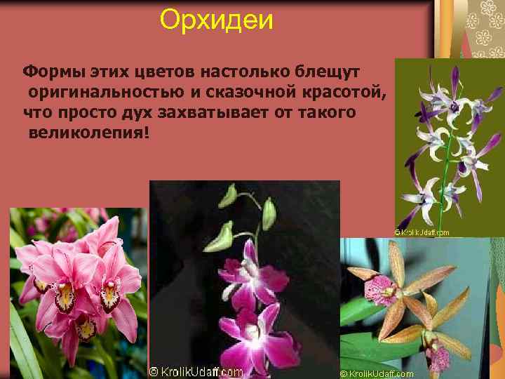 Орхидеи Формы этих цветов настолько блещут оригинальностью и сказочной красотой, что просто дух захватывает