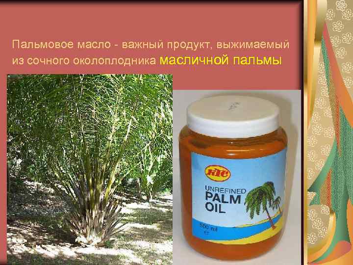 Пальмовое масло - важный продукт, выжимаемый из сочного околоплодника масличной пальмы 