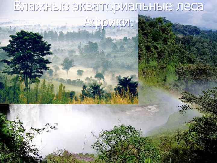 Влажные экваториальные леса Африки. 