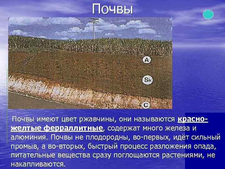 Влажные экваториальные пояса почвы