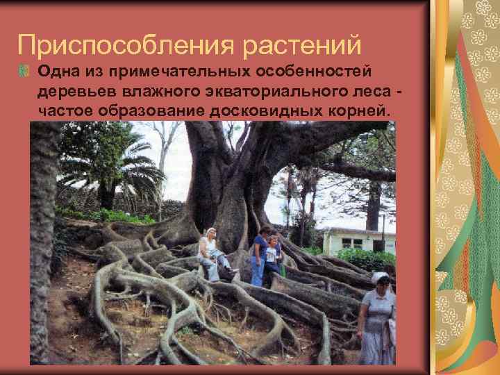 Приспособления растений Одна из примечательных особенностей деревьев влажного экваториального леса частое образование досковидных корней.