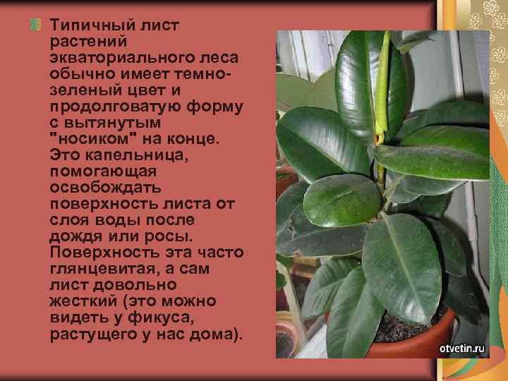 Типичный лист растений экваториального леса обычно имеет темнозеленый цвет и продолговатую форму с вытянутым