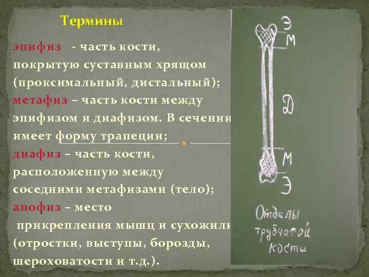 Термины эпифиз - часть кости, покрытую суставным хрящом (проксимальный, дистальный); метафиз – часть кости