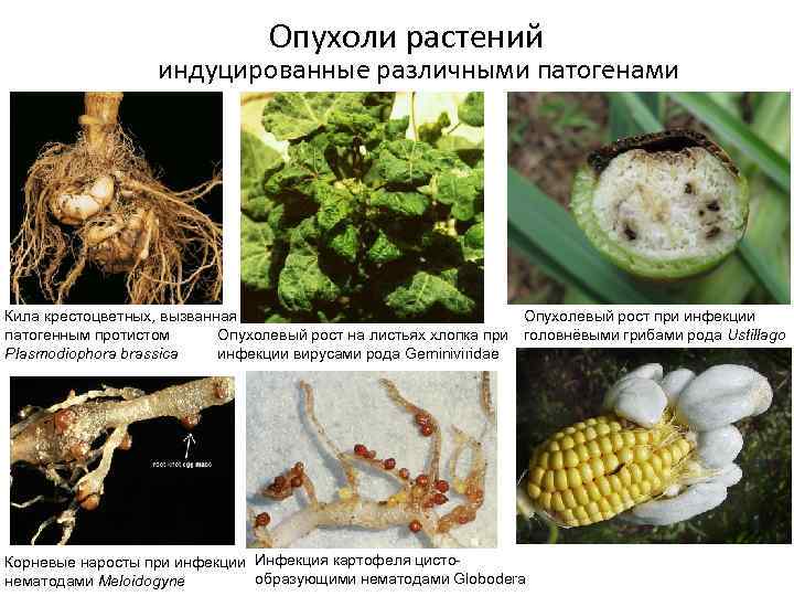 Опухоли растений индуцированные различными патогенами Опухолевый рост при инфекции Кила крестоцветных, вызванная патогенным протистом