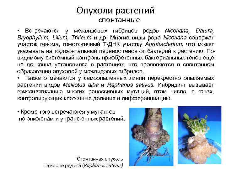 Опухоли растений спонтанные • Встречаются у межвидовых гибридов родов Nicotiana, Datura, Bryophyllum, Lilium, Triticum