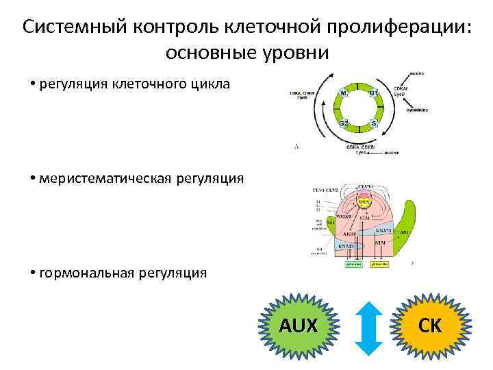 Системный контроль клеточной пролиферации: основные уровни • регуляция клеточного цикла • меристематическая регуляция •