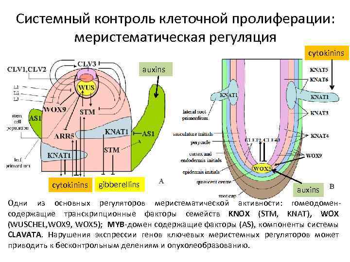 Системный контроль клеточной пролиферации: меристематическая регуляция cytokinins auxins cytokinins gibberellins auxins Одни из основных