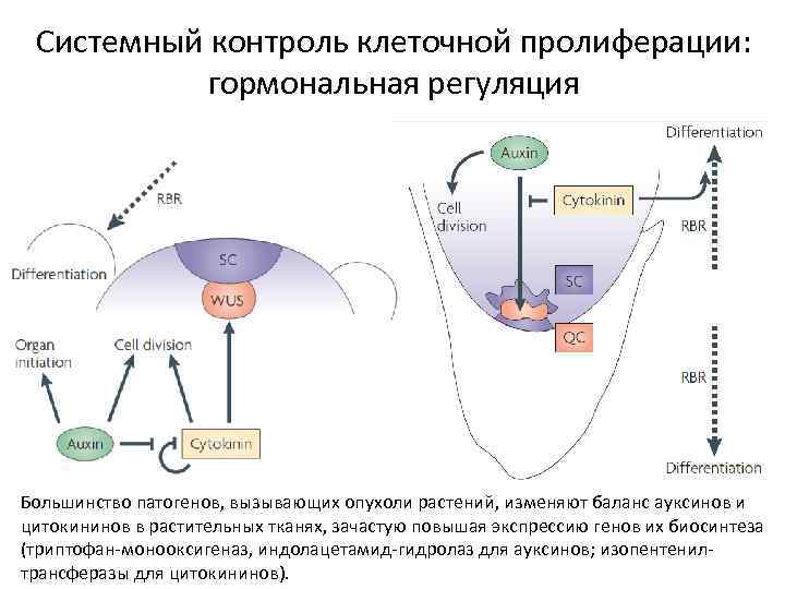 Системный контроль клеточной пролиферации: гормональная регуляция Большинство патогенов, вызывающих опухоли растений, изменяют баланс ауксинов