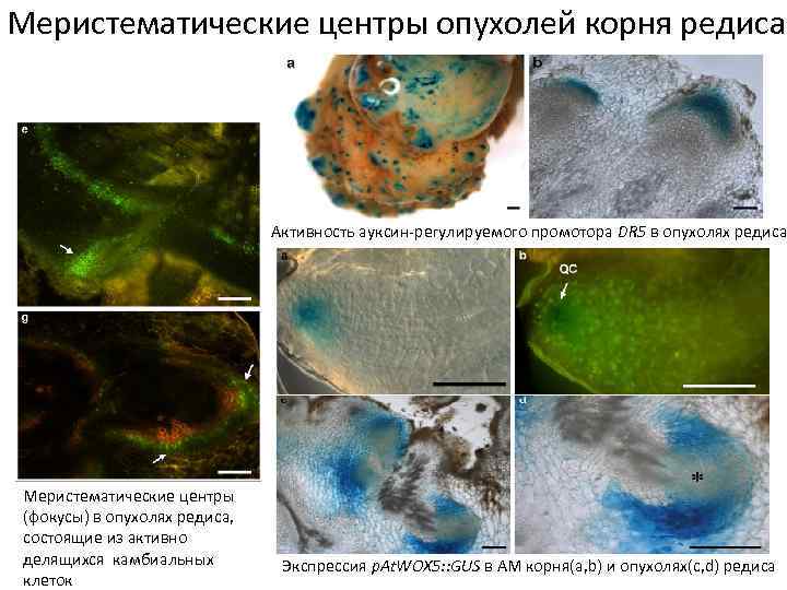 Меристематические центры опухолей корня редиса Активность ауксин-регулируемого промотора DR 5 в опухолях редиса Меристематические