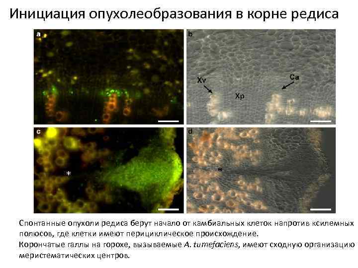 Инициация опухолеобразования в корне редиса Спонтанные опухоли редиса берут начало от камбиальных клеток напротив