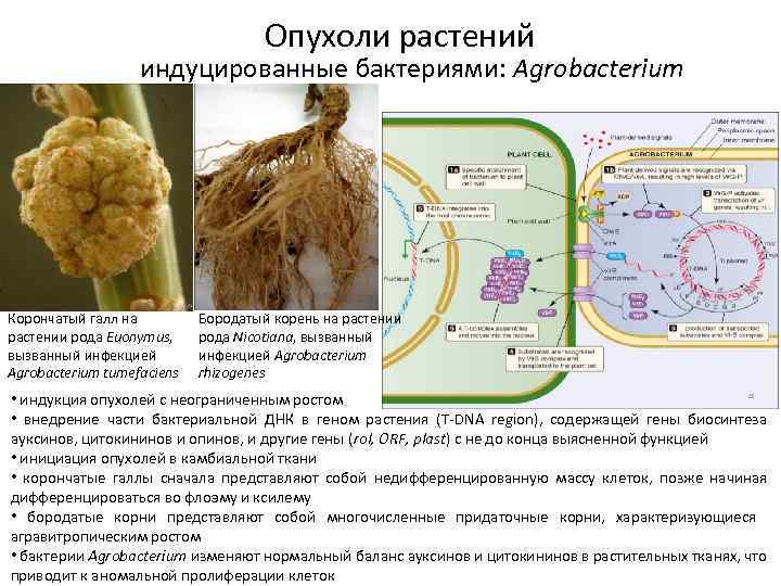 Опухоли растений индуцированные бактериями: Agrobacterium Корончатый галл на растении рода Euonymus, вызванный инфекцией Agrobacterium
