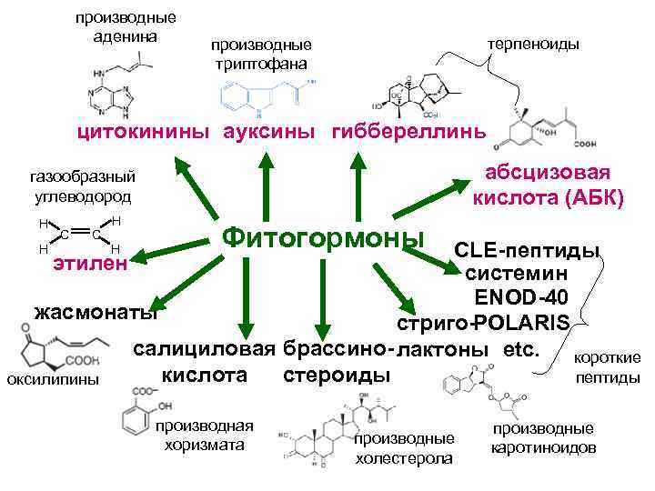 производные аденина терпеноиды производные триптофана цитокинины ауксины гиббереллины абсцизовая кислота (АБК) газообразный углеводород H