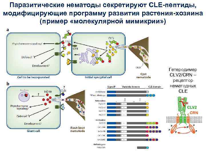 Паразитические нематоды секретируют CLE-пептиды, модифицирующие программу развития растения-хозяина (пример «молекулярной мимикрии» ) Гетеродимер CLV