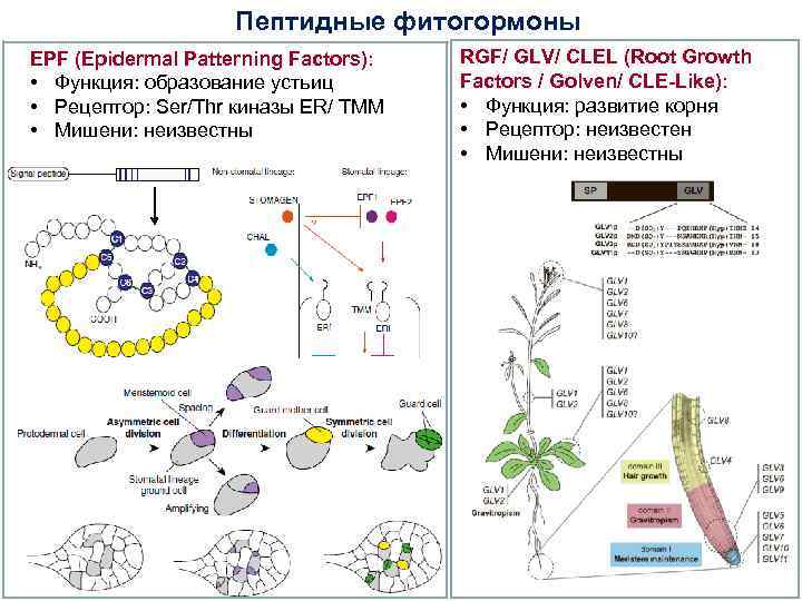 Пептидные фитогормоны EPF (Epidermal Patterning Factors): • Функция: образование устьиц • Рецептор: Ser/Thr киназы