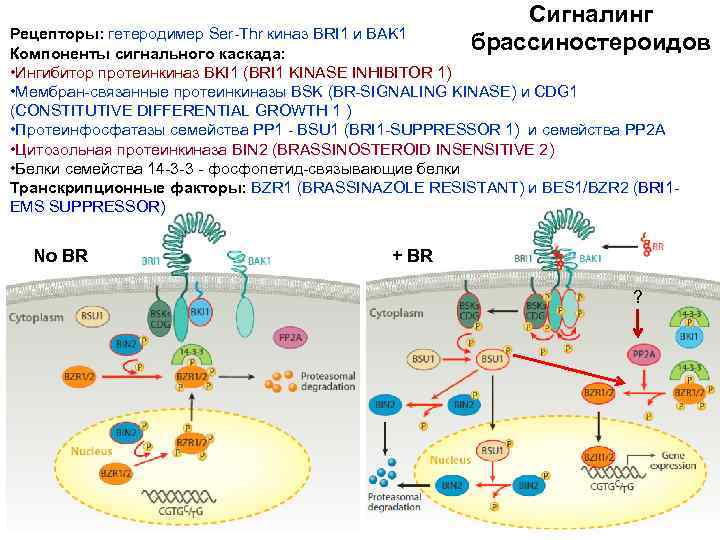 Сигналинг брассиностероидов Рецепторы: гетеродимер Ser-Thr киназ BRI 1 и BAK 1 Компоненты сигнального каскада:
