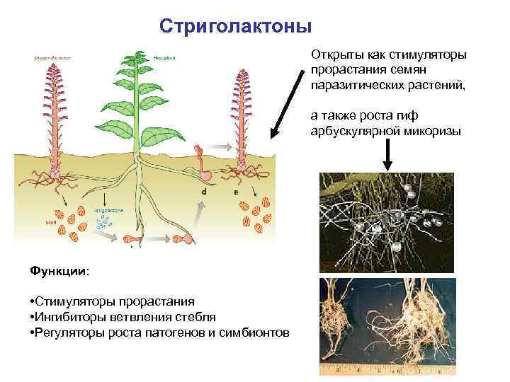 Стриголактоны Открыты как стимуляторы прорастания семян паразитических растений, а также роста гиф арбускулярной микоризы
