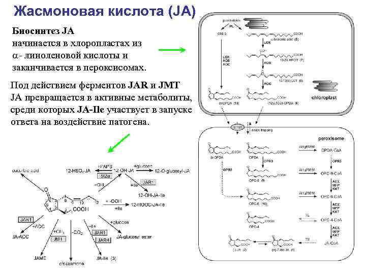 Жасмоновая кислота (JA) Биосинтез JA начинается в хлоропластах из - линоленовой кислоты и заканчивается