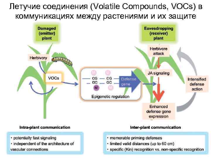 Летучие соединения (Volatile Compounds, VOCs) в коммуникациях между растениями и их защите 