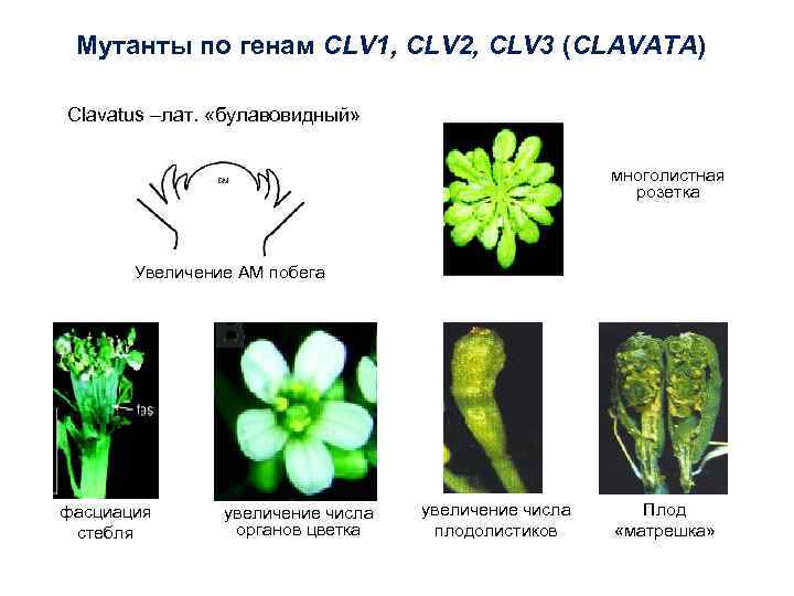 Мутанты по генам СLV 1, CLV 2, CLV 3 (CLAVATA) Clavatus –лат. «булавовидный» многолистная