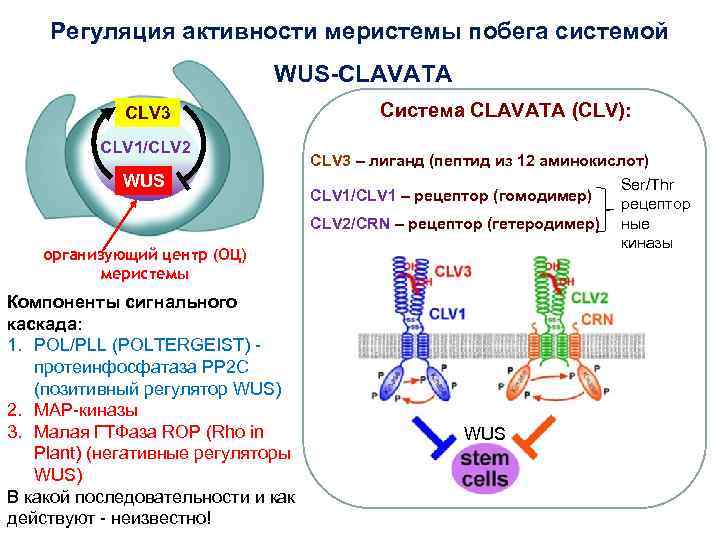 Регуляция активности меристемы побега системой WUS-CLAVATA CLV 3 CLV 1/CLV 2 WUS организующий центр