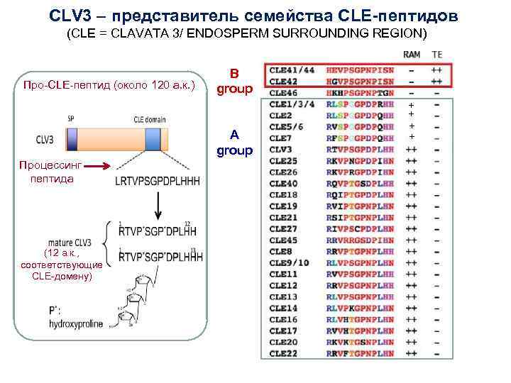 CLV 3 – представитель семейства CLE-пептидов (CLE = CLAVATA 3/ ENDOSPERM SURROUNDING REGION) Про-CLE-пептид