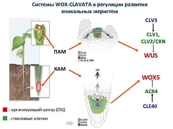 Системы WOX-CLAVATA в регуляции развития апикальных меристем CLV 3 CLV 1, CLV 2/CRN ПAM