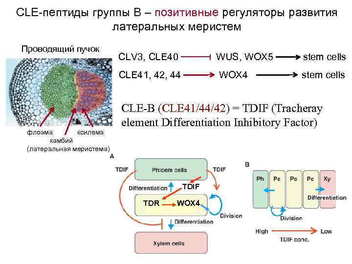 CLE-пептиды группы В – позитивные регуляторы развития латеральных меристем Проводящий пучок WUS, WOX 5